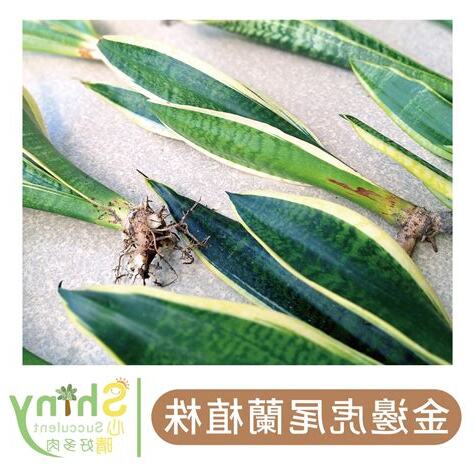 金邊虎尾蘭 風水